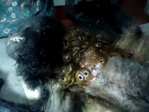 Singe infecté par des larves de mouches