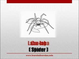 Learn Indonesian Animals Vocabulary With Pictures