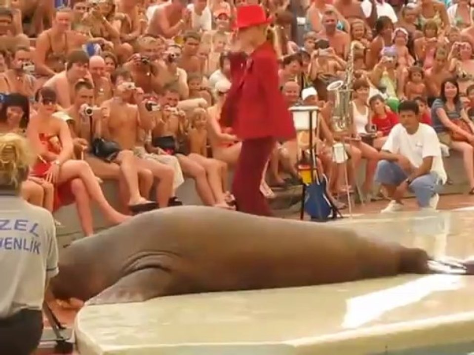 Морж танцует под Майкла Джексона