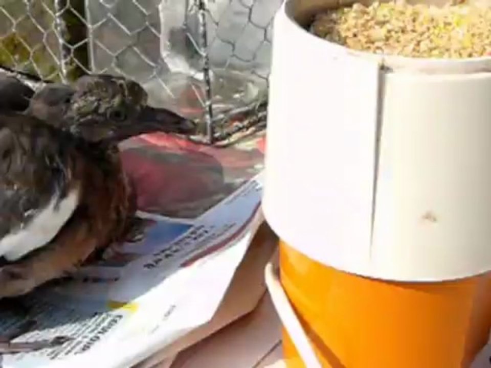Coco piaille dés qu'il a faim