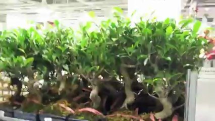 Smallest IKEA Store Discussed In Detail: Felix Grovit