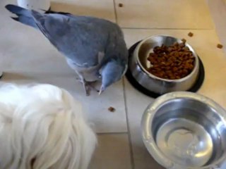 Coco adore les croquettes de Fany le chien