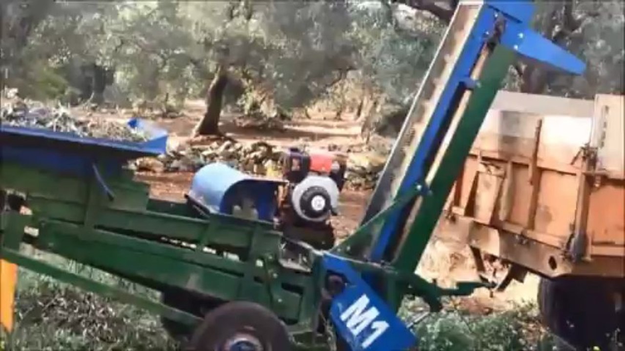 Raccolta delle Olive Apulia Italy