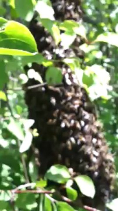 Danse des abeilles après un essaimage