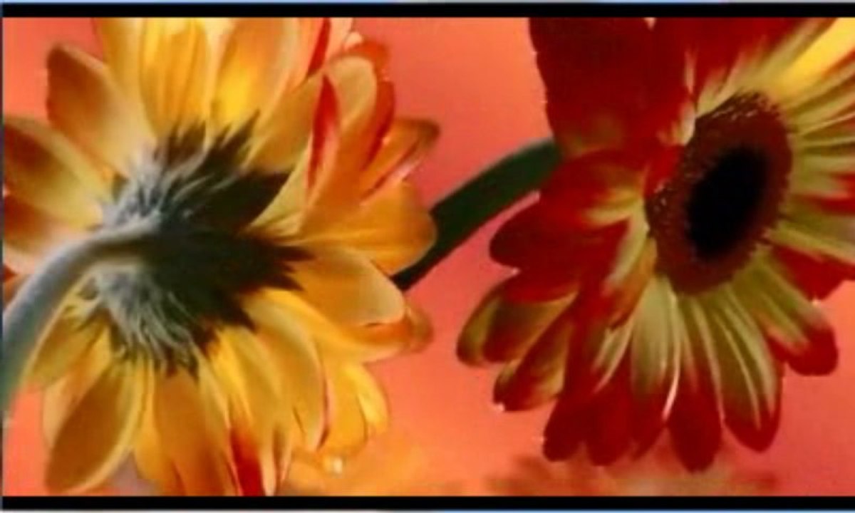 Kıvırcık Ali  Oy Gülüm Gülüm Gülüm