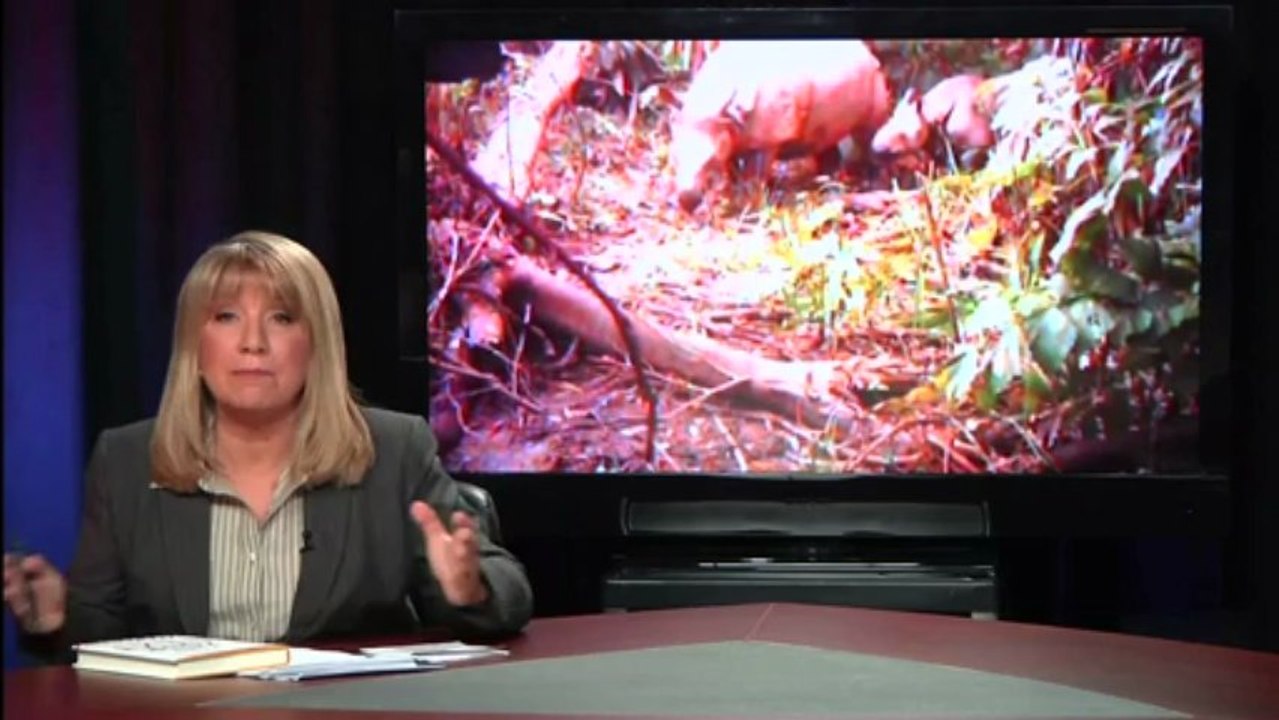 Extinction: Three Plants or Animals an Hour