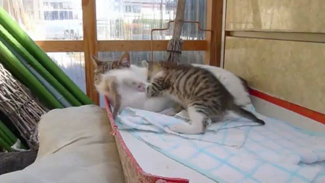 赤ちゃんレスリング