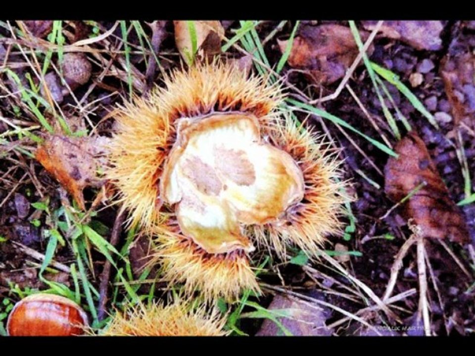 ©COMPARAISON POEME THOMAS ANDRE PHOTOS&PHOTOS-PEINTURES MARTINE ANCIAUX MUSIQUE PAUL DECOMBLE©