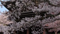 Chion-in (知恩院): Sakura Hotspots in Kyoto-2013!