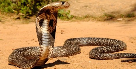 NG | Kral Kobranın Sırları