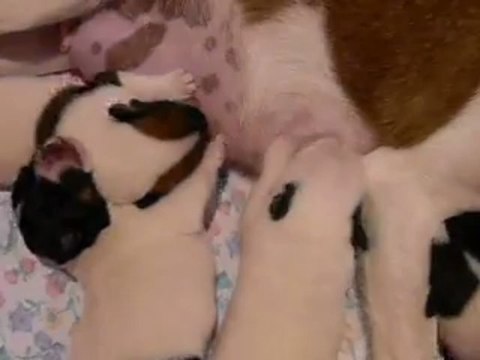 Chiots Fox-terrier à poil lisse Du Castel Des Près