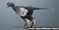 World's Oldest Bird Fossil Uncovered in Chinese Museum