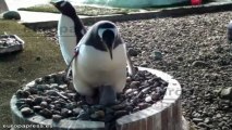 Nacen los primeros pingüinos de la primavera en Faunia