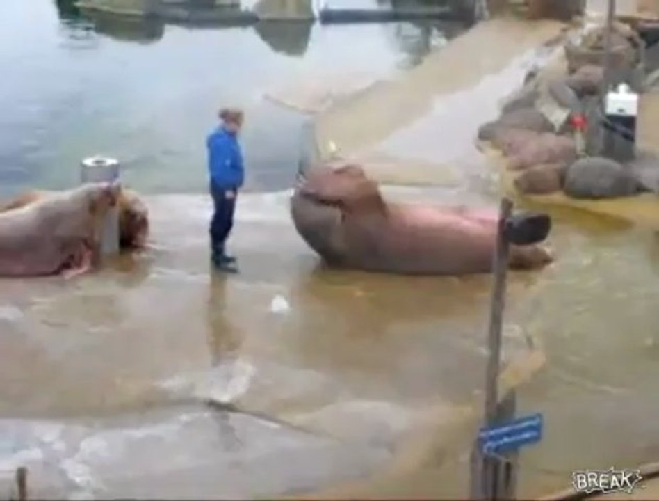 Sea lion rocky training