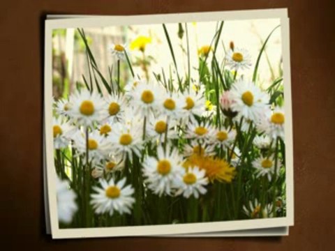 Sonja Perisic - Moj jablane, siri grane! (Uzivo)