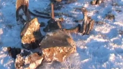 Mammoth 10,000 years old found in Siberian frost