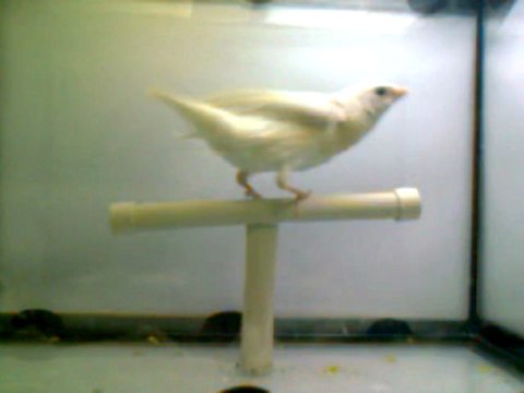 Silver Gökkuşağı ispinozu Yavrum