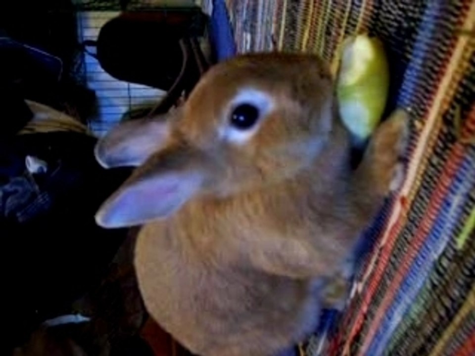Zora und der apfel