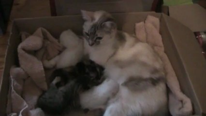 Chatons 29 et 30 mai 2013 001