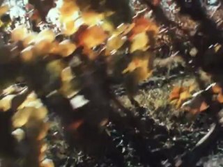 Ария Медеи-Веселая хроника опасного путешествия