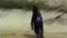 PINGÜINO