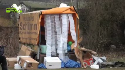 Erec von der schoenen Ecke - DMC Korung 2013