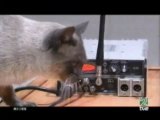 Mecanica cuantica:el gato de Schrodinger