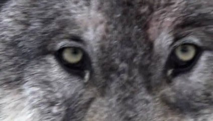 NG | Kara Kurtun Zirve Yolculuğu