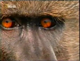 Jungla urbana: Babuinos