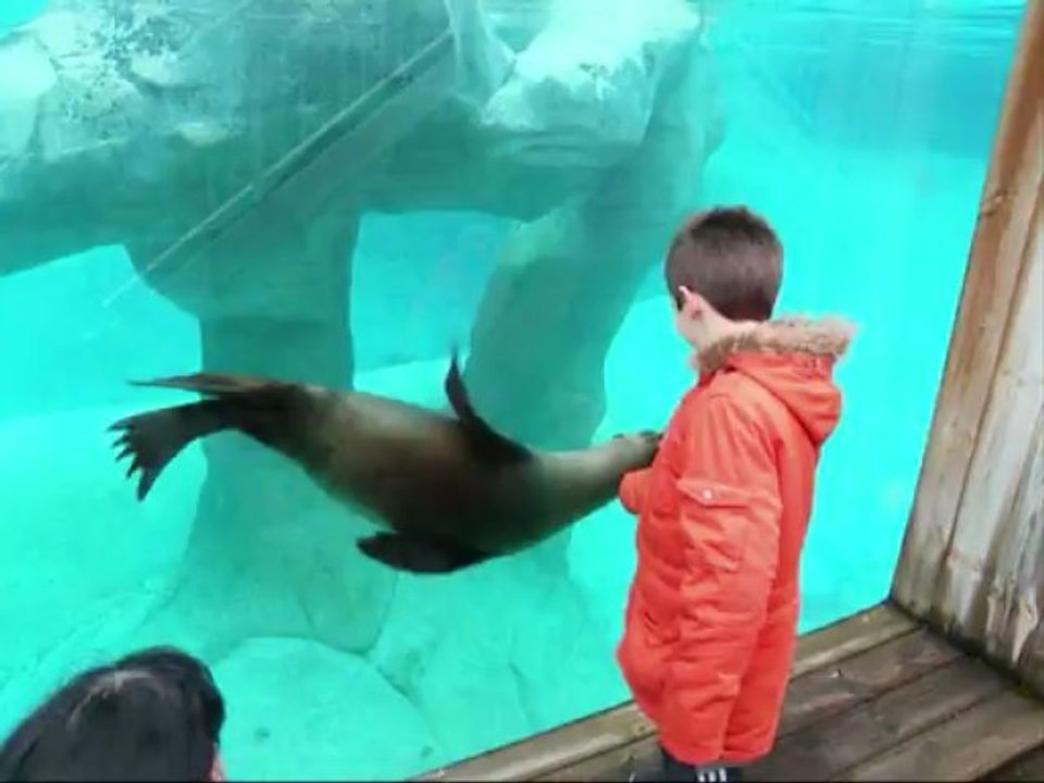 Otarie surprenante avec mon fiston!!!!!!!trop mimi