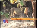 Tv9 Gujarat- Increase in number of lioness in Gir