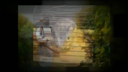 Proactive Pest Control LLC (888) 737-8007