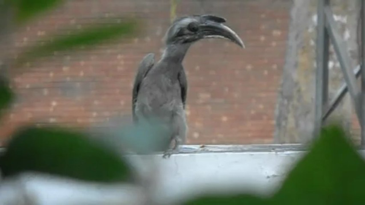 Dino-bird