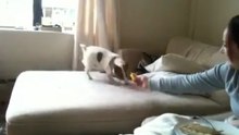 Собака ест лемон / Dog eats a lemon