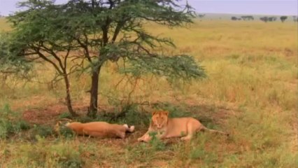 Muhteşem Avcılar - Belgesel