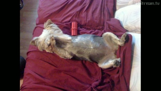 The Weakly News - The Weakly News #409 Amish (Part 3 of 3)