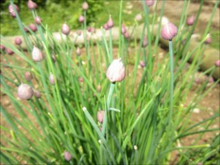 le Joli mois de mai ..