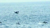 Dolphins flee pack of hungry killer whales