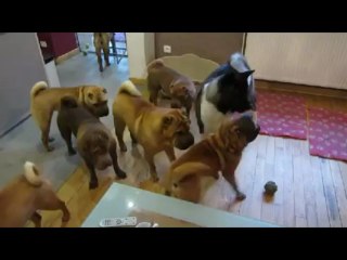 Elevage des LUEURS AUSTRALES : partie de jeux dans le salon