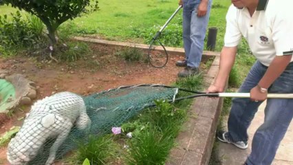 Trying to Save a Dog