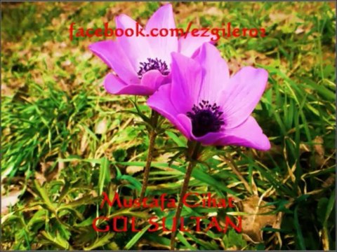 Mustafa Cihat - GÜL SULTAN [ezgi-dinle.com]