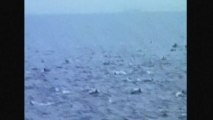 Hundreds of dolphins flee killer whales off Japan coast
