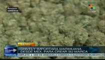 Ex presidente mexicano impulsará primera marca de marihuana en EE.UU.