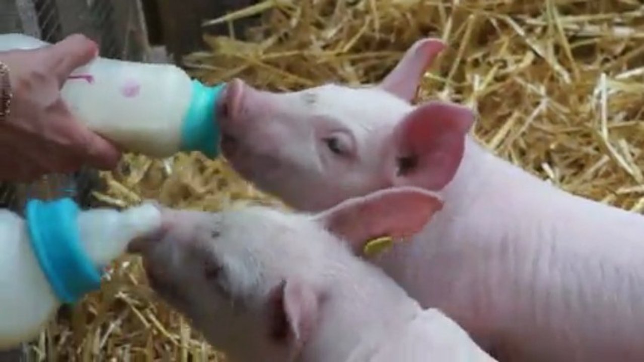 La ferme s'invite à Levallois