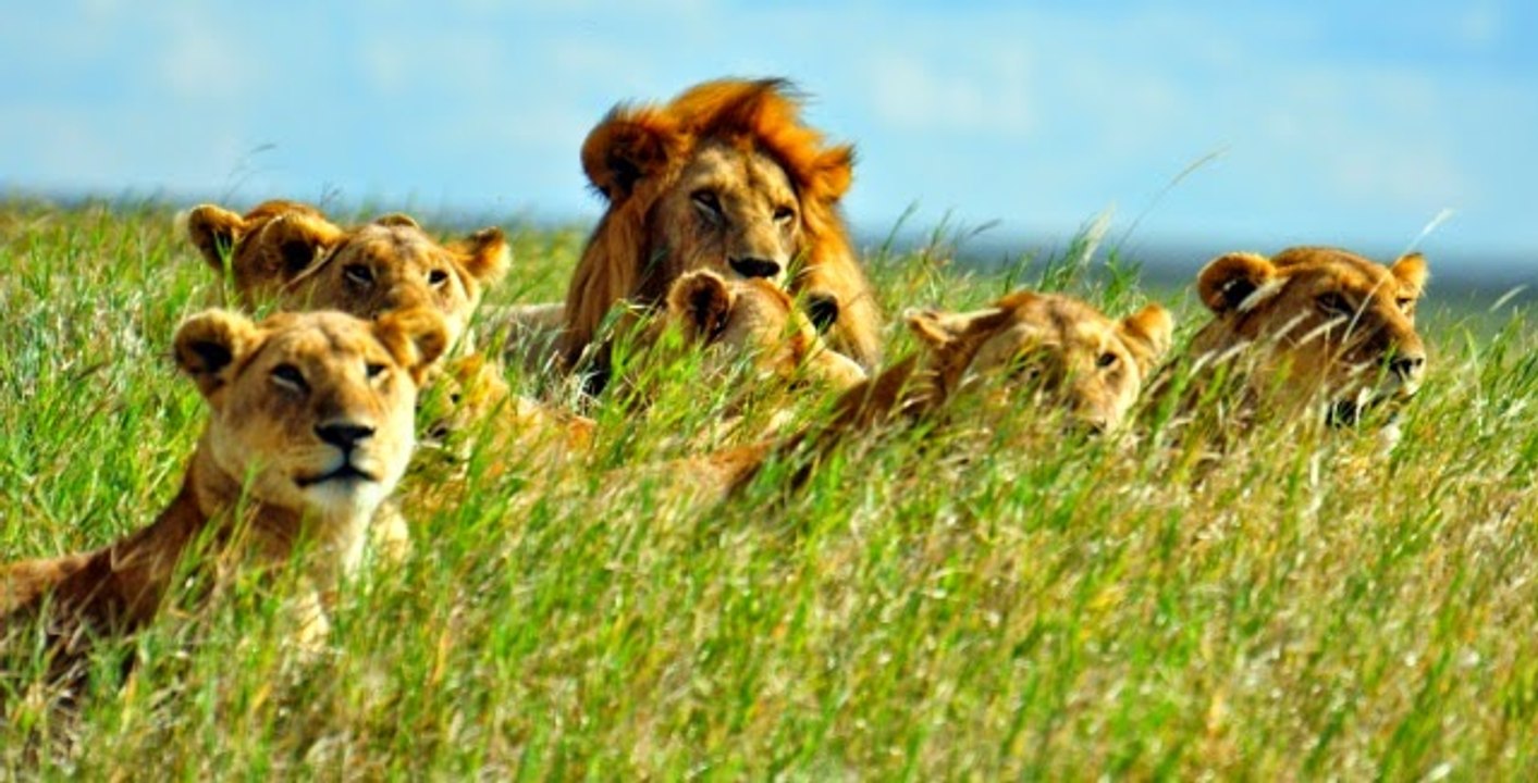 Yirticilarla Yuz Yuze Serengeti Krallari Dailymotion Video