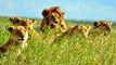 Yırtıcılarla Yüz Yüze: Serengeti Kralları