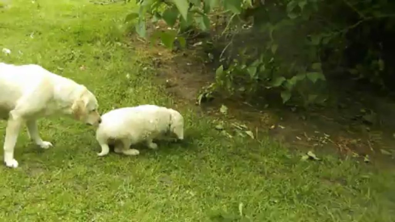 Les goldens à 7 semaines 1/4