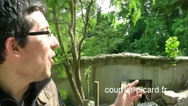 Seize manchots sont arrivés au zoo d'Amiens