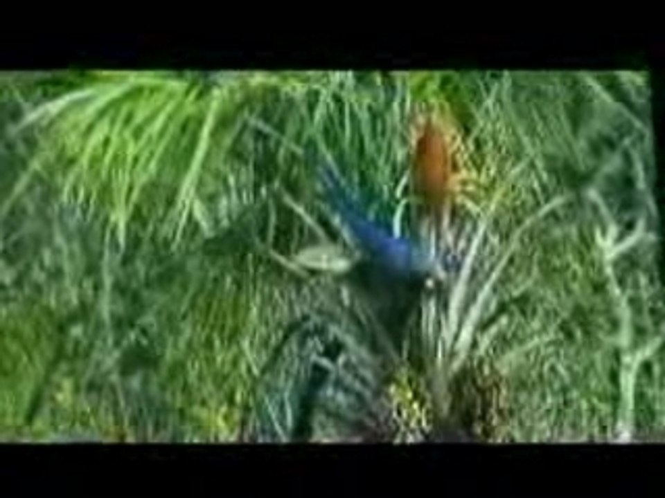 perroquets à l'état sauvage