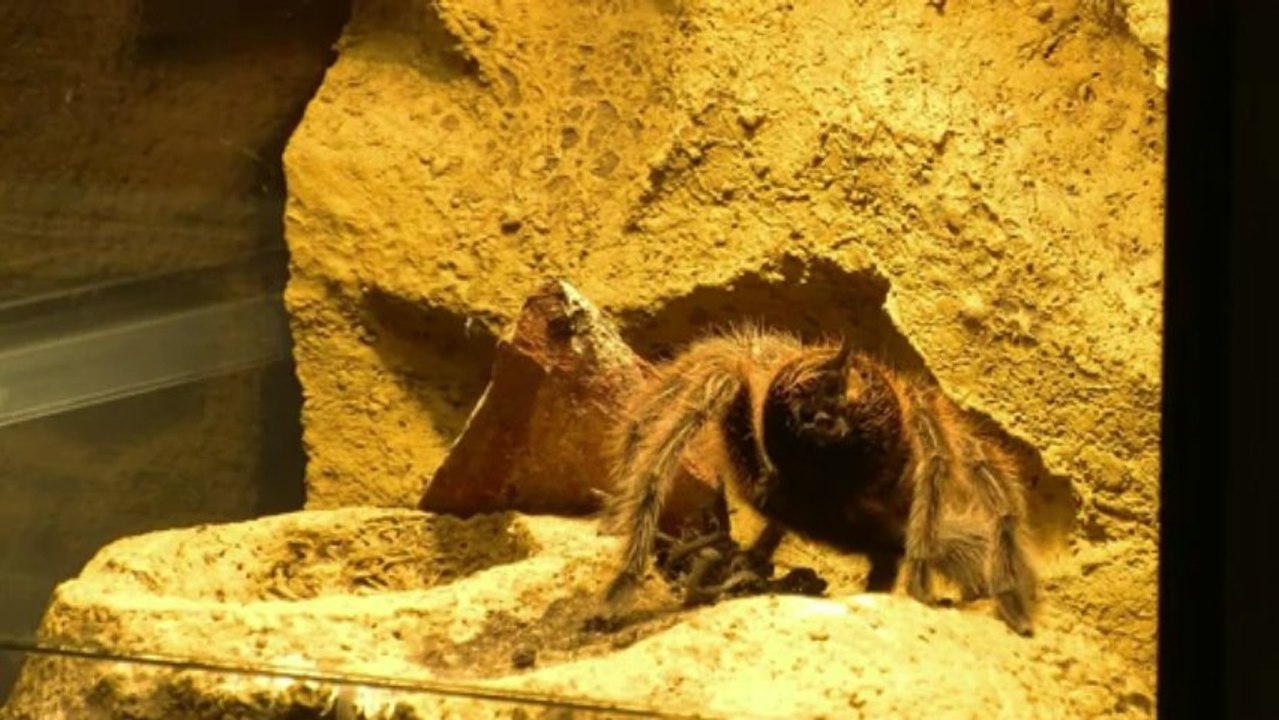 Tarántulas de mascota